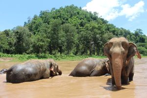 Ethical Travel in Thailand